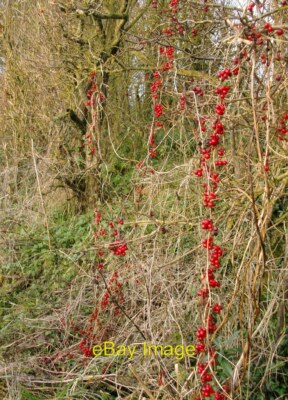 Foto 6x4 Black Bryony (Tamus communis) Diese Pflanzen hatten sich um 2016 verrührt