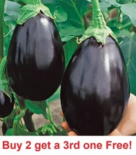 BLACK BEAUTY EGGPLANT SEEDS 100+ Vegetable GARDEN culinary COOKING FREE SHIPPING