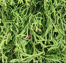 Chamaecyparis obtusa -  - Cipresso hinoki | Cipresso finto