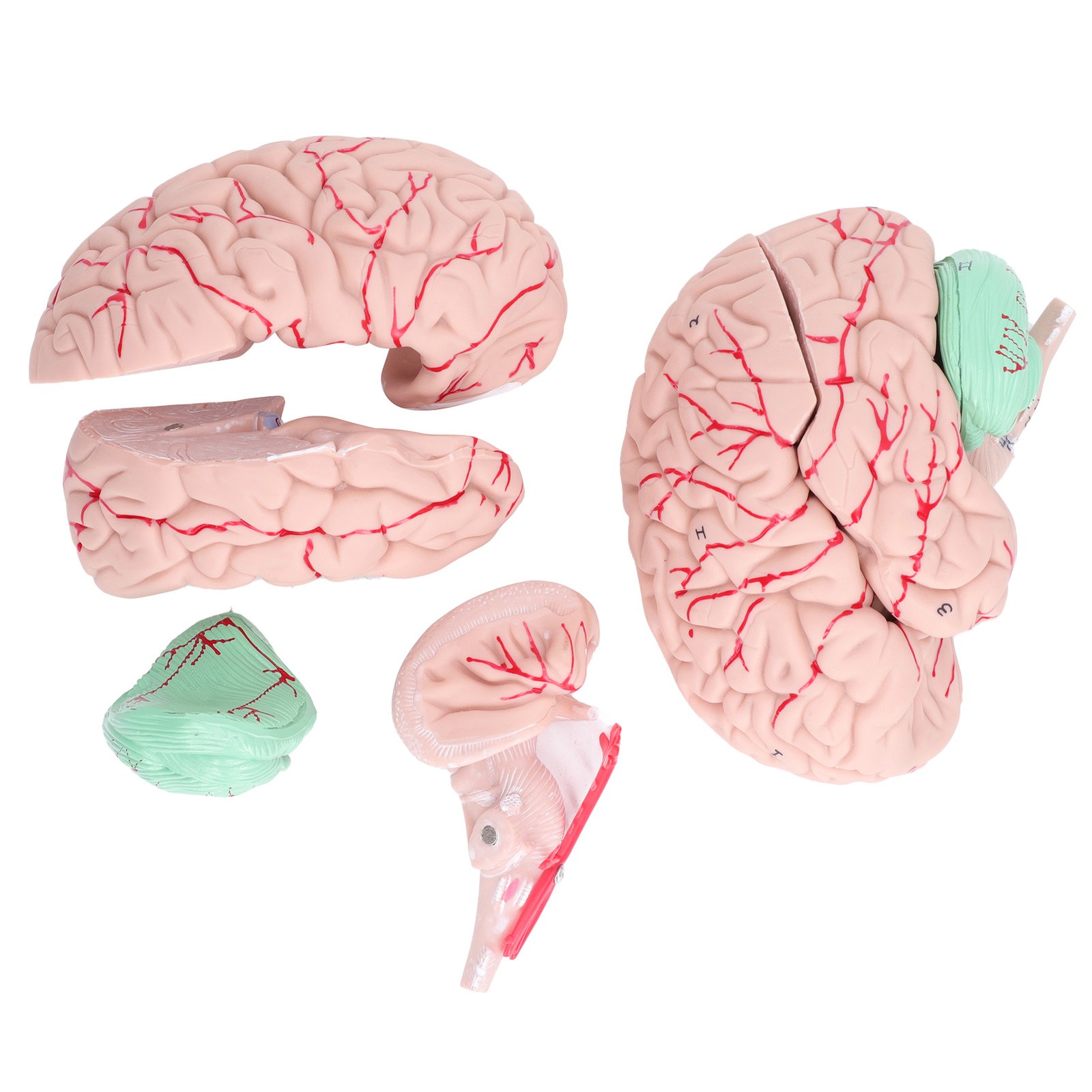 Human Brain Model Anatomy For Kids Neuroscience Study Skull Dedicated Mold For S