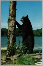 Black Bear Bruin Standing Birch Tree Wildlife Scene c1963 Postcard
