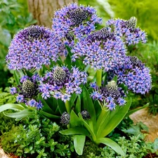 Easy to Grow Scilla Peruviana Peruvian Lily 3 Plant Bulbs, Spring Zones 8-10