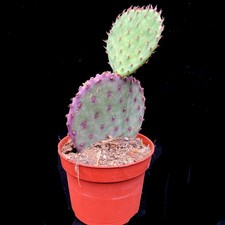1 x rooted 2x Pad rooted Azure Santa Rita Prickly Pear Cactus 10-12cm 10cm pot