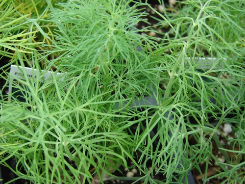 100 Semillas de Eneldo (Anethum Graveolens) - Imagen 3 de 5