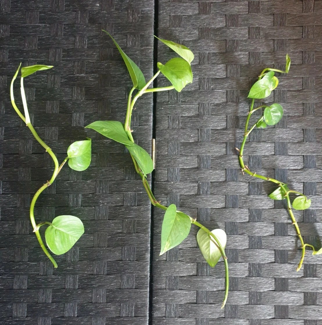 Money plant sale climber