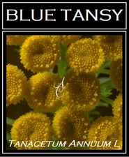 10mL Blue Tansy Essential Oil 100% Pure Therapeutic Grade Plant Therapy