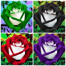350 Rare Multi Colorful Rainbow Rose Flower Seeds for Planting Outdoor