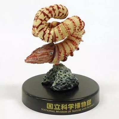 Abnormal Ammonite Nipponites National Museum Capsule Museum
