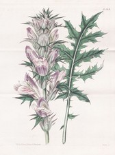 Acanthus Spinosus Antilles Floride Botanique Gravure En Cuivre Curtis 1808
