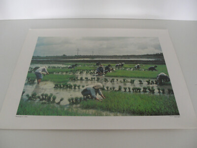 ANCIENNE PLANCHE AFFICHE POSTER PHOTO REPIQUAGE RIZIERE CHINOISE CHINE ...