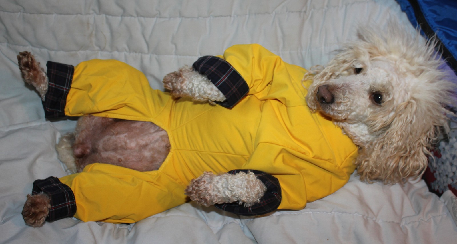 PADDED TROUSER SUIT WATERPROOF ALL IN ONE DOG COAT MADE IN THE UK eBay