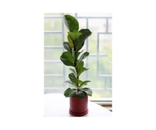 Fiddle leaf fig (Ficus lyrata) 1 Gal Pot Size