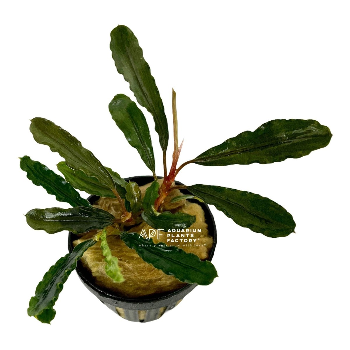 Bucephalandra Green Godzilla | Buce Aquarium Plants Factory® | eBay
