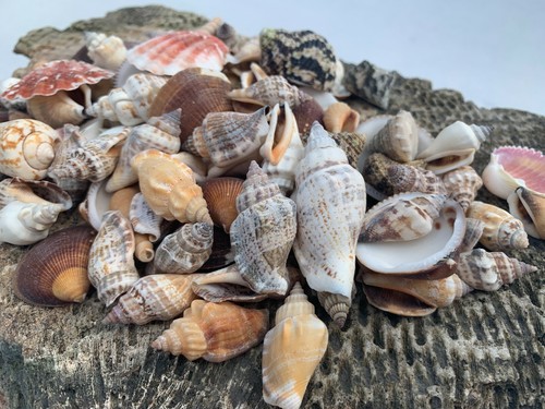 Medium Mixed Seashells Sea Shells Best Price US Seller FREE Ship! - Picture 3 of 4