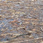 woodsea