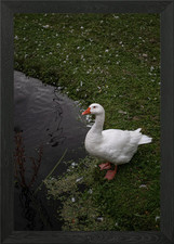 Poster arte da parete con cornice cigno quadro stampa su tela