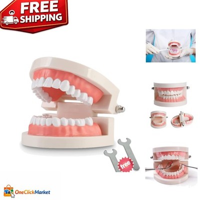 Highly Simulated Dental Teaching Model for Kids - Clean Display and Study Aid