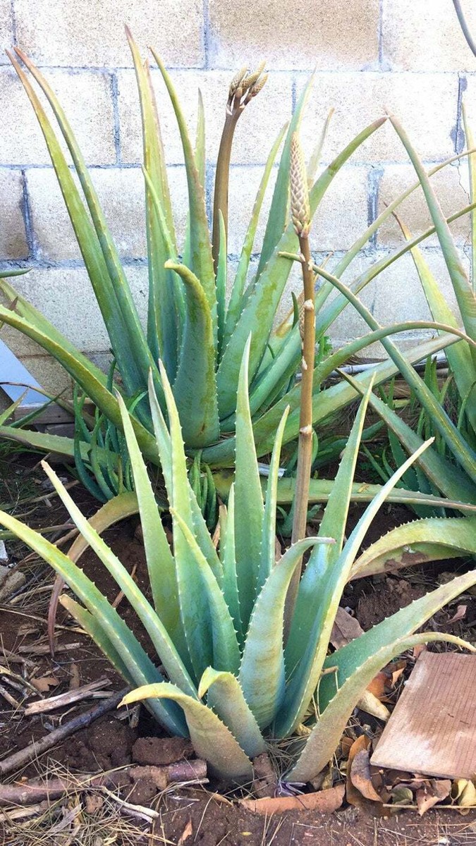 Aloe Vera Plant | Medicinal Aloe Plant | Barbadensis Miller | Yellow Flower  | eBay