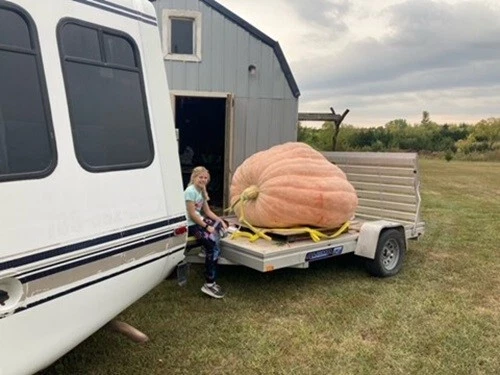 2184 Marintzer 2425 Daletas x 2168 Werner -- 2 Seeds - Image 4 of 4