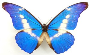 Morpho Helena | eBay