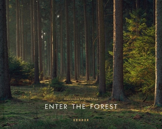 Enter The Forest - Image 3