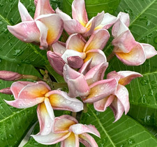 Purple Rain (Nui) 1 Tip Plumeria Cutting
