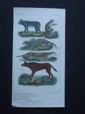 GALAGO, OTTER, RED WOLF ORIGINAL 1837 HAND COLORED COPPER PLATE ENGRAVING