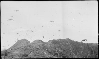 Lord Howe Island Seagulls fly about the rocky cliffs, Lord Howe Is - Old Photo 1