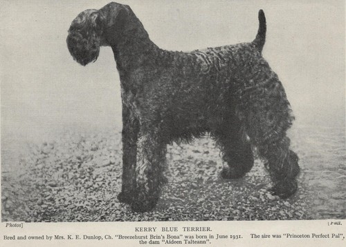 Kerry Blue Terrier "Profile" - 1934 Vintage Dog "Photo" Print - CUSTOM MATTED