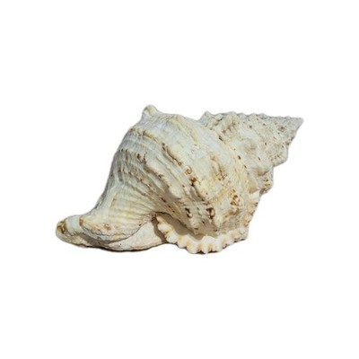 Bursa Lampas Shell Frog Shell Bursa Linnaeus 2 lb SW/SE Africa 10'' Giant Shell
