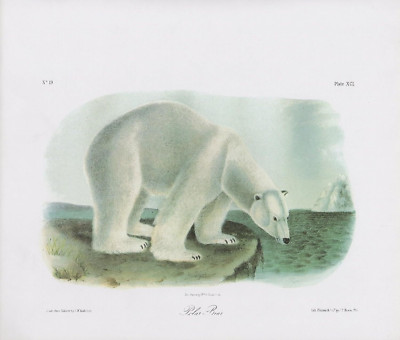 1989 Audubon Vintage ''Polar Bear'' Awesome W/Iceberg Mammal Color Art Lithograph