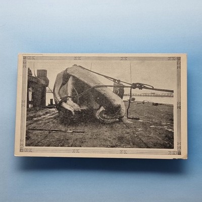 San Clemente Ca Postkarte um 1920 USA Walfang Grauwal Fischerei Geschichte
