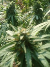 bloom booster/sweeter mix five lb fully organic just top dress an add water