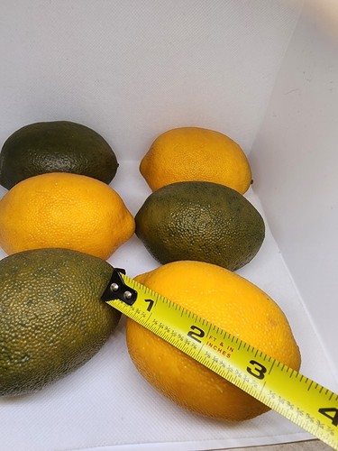 Juego de 6 limones y limas sintéticos de aspecto realista - Imagen 4 de 9