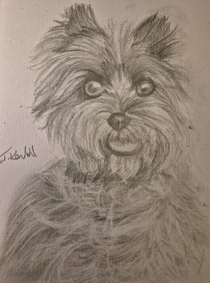 Individueller A4 Bleistift Terrier Portrait - handgezeichnete Haustier Illustration A4