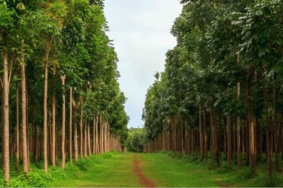 100 Swietenia Mahagoni Seeds – Rare Hardwood Mahogany Tree Bonsai – Grow Your Own!