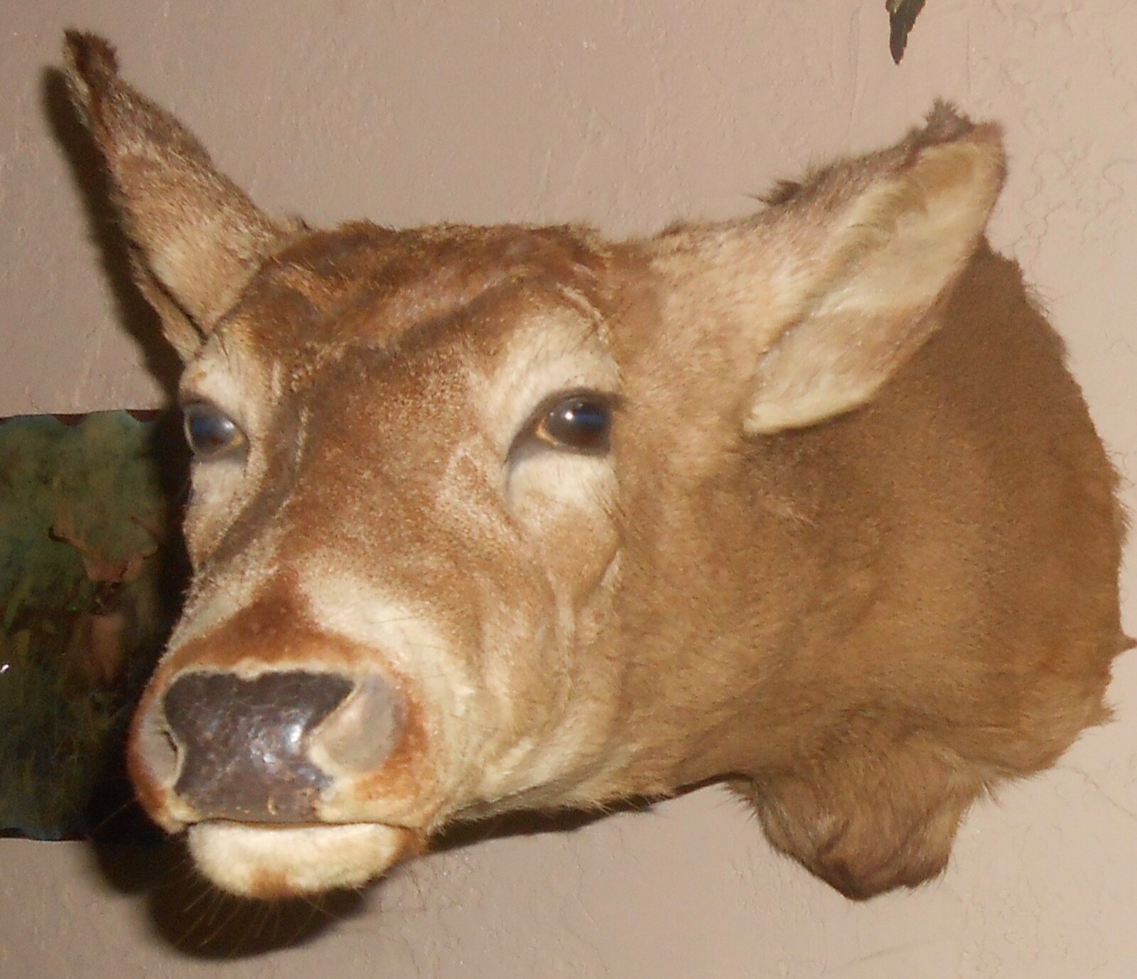 Whitetail deer taxidermy antlerless shoulder mount