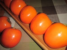 Diospyros KAKI 'Rote Brillante' Kakibaum -winterharte Pflanze 40-60cm veredelt