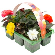 Begonia Non-Stop Mixed | Colourful Garden Ready Hanging Basket Plants (6 Pack)