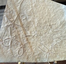 Solnhofen Fossil, Schlangensterne, Brittle Stars, Sinosura kelheimensis, Gernany