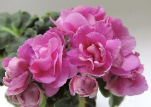 African Violet plant. Le American Girl. Girl Foliage. Semi miniature.
