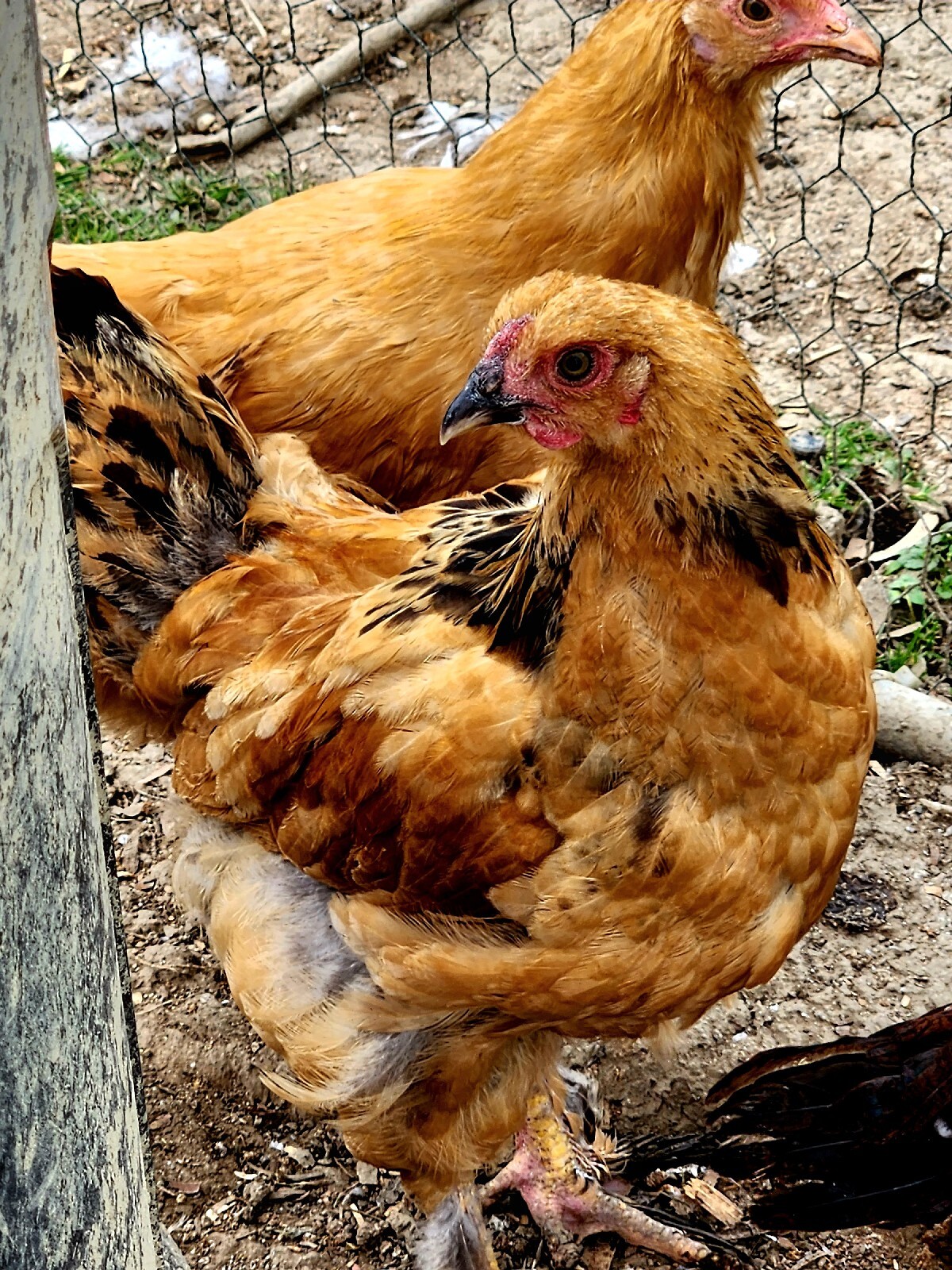 6+ Ultra Rare Breed Chicken Hatching Eggs Indio Gigante/Cream Legbar