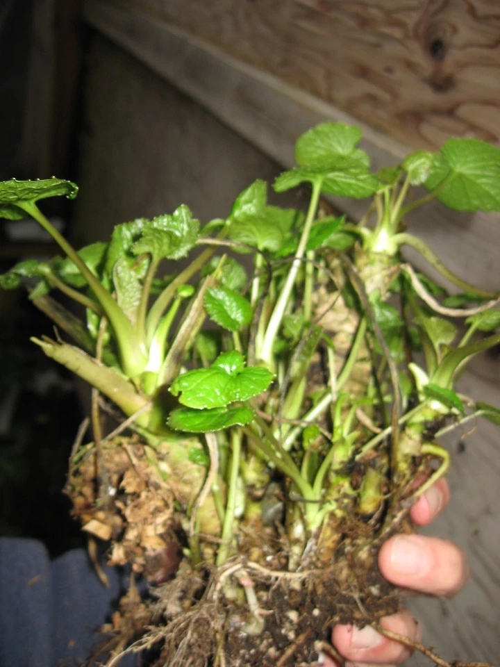 Japanese Wasabi 'Daruma' Plant, ONE HALF of mature mother plant - Image 2 of 4