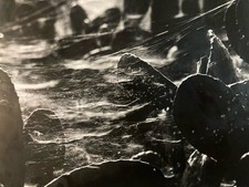 Photo Argentique Louis Renoult Cactus Toile Araignée Old XXe Photographie