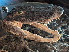 Taxidermy Alligator Gator Head Mount  Hunting Cabin Decor Lodge 16 Inches Long