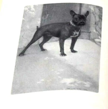 Our Friend The Dog Maurice Maeterlinck Dodd Mead & Co Bully Breed Pit Bull 1904