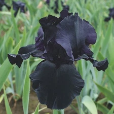 Blackwater Iris, German Bearded Iris, USA Grown
