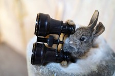 Doe & Hope X Hannah Matthews; Act VIII; Unique; Taxidermy Rabbit