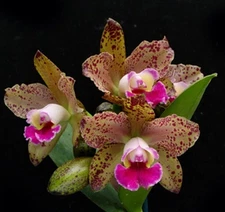 Rlc. Waianae Leopard ‘Ching Hua’ Orchid Hybrid 6” Pot