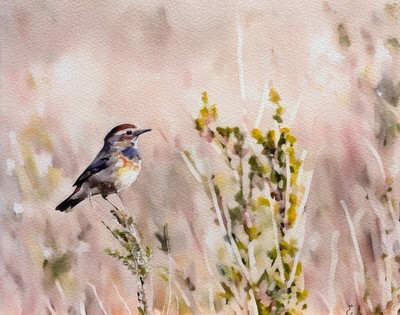 Bluethroat bird, Nature Art Painting, original watercolor by Eric Fisher